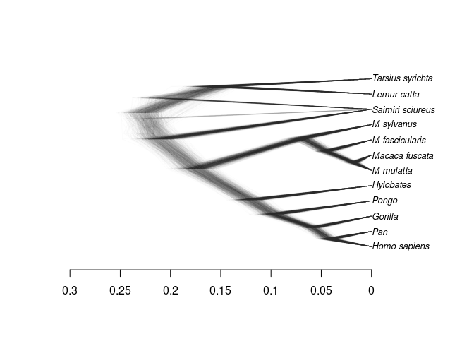 the estimated evolutionary history of primates
