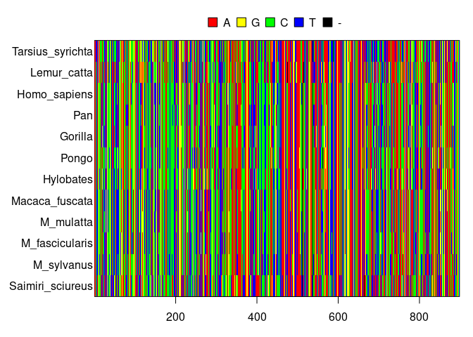 DNA alignment of primates