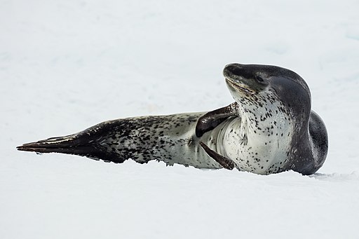Leopard seal lying on the ice. The seal is grey on the back, white on the belly with grey speckles