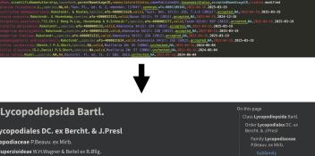 Screenshot showing taxonomic database as plain text CSV above, with and arrow pointing down. Below it is a screenshot of a webpage with a human readable version of the same data as a taxonomic classification scheme.